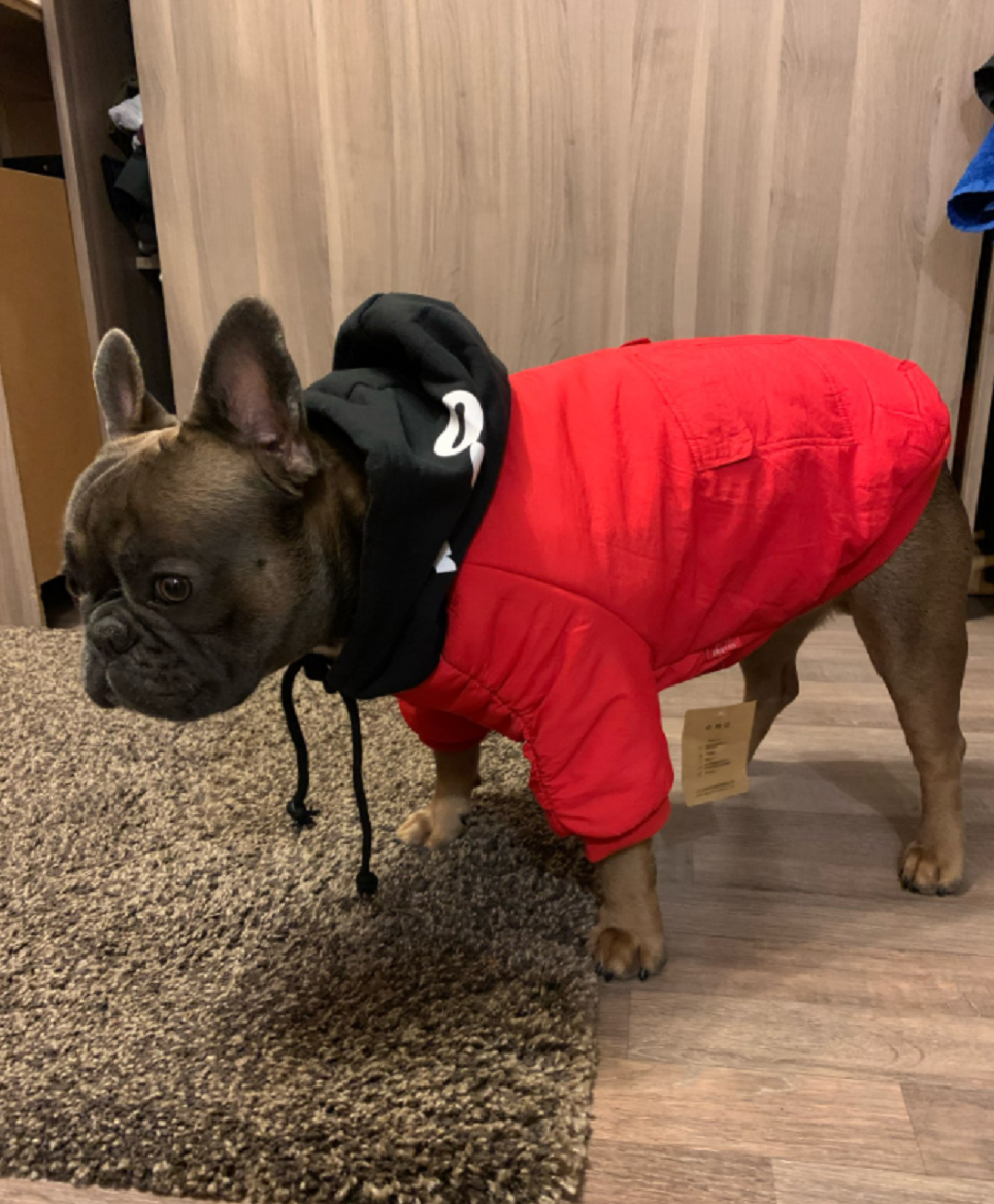 Zimní teplá bunda s kapucí pro psa9